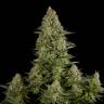 семена конопли Auto White Widow CBD feminised Dinafem Seeds семена конопли Auto White Widow CBD feminised Dinafem Seeds