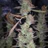 семена индийской конопли Auto West Coast O.G. feminised Fast Buds семена индийской конопли Auto West Coast O.G. feminised Fast Buds