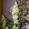 семена конопли в интернете Lemon Thai Kush regular Humboldt Seeds семена конопли в интернете Lemon Thai Kush regular Humboldt Seeds