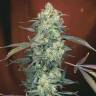 семена конопли сорта сатива AK-47 feminised Serious Seeds семена конопли сорта сатива AK-47 feminised Serious Seeds