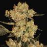 семена конопли для курения AK-47 feminised Serious Seeds семена конопли для курения AK-47 feminised Serious Seeds