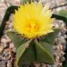 Семена кактуса Astrophytum myriostigma var. nudum Семена кактуса Astrophytum myriostigma var. nudum