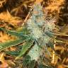 Sage n Sour feminised Ganja Seeds дешевые семена марихуаны для коллекции Sage n Sour feminised Ganja Seeds дешевые семена марихуаны для коллекции