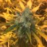 Sage n Sour feminised Ganja Seeds Купить семена конопли в России Sage n Sour feminised Ganja Seeds Купить семена конопли в России