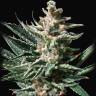 Семена Tropicana Cookies feminised Ganja Seeds недорого Семена Tropicana Cookies feminised Ganja Seeds недорого