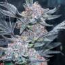 Семена Tropicana Cookies feminised Ganja Seeds купить Семена Tropicana Cookies feminised Ganja Seeds купить