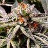 Семена Tropicana Cookies feminised Ganja Seeds заказать Семена Tropicana Cookies feminised Ganja Seeds заказать