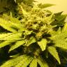 семена конопли элитных сортов White Widow feminised семена конопли элитных сортов White Widow feminised