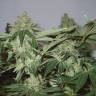 семена конопли аутдор White Widow feminised семена конопли аутдор White Widow feminised