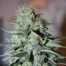 семена конопли дешево White Widow feminised семена конопли дешево White Widow feminised