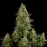 семена конопли с доставкой White Widow feminised семена конопли с доставкой White Widow feminised