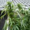 семена конопли гидропоники Purple Paro Valley feminised Mandala Seeds семена конопли гидропоники Purple Paro Valley feminised Mandala Seeds