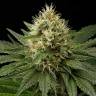 Dinachem feminised Dinafem Seeds Dinachem feminised Dinafem Seeds