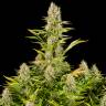 семена конопли элитных сортов Amnesia Kush feminised Dinafem Seeds семена конопли элитных сортов Amnesia Kush feminised Dinafem Seeds