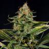 семена конопли аутдор Amnesia Kush feminised Dinafem Seeds семена конопли аутдор Amnesia Kush feminised Dinafem Seeds