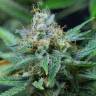 семена конопли в интернете Amnesia Kush feminised Dinafem Seeds семена конопли в интернете Amnesia Kush feminised Dinafem Seeds