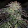 семена индийской конопли OG Kush regular Humboldt Seeds семена индийской конопли OG Kush regular Humboldt Seeds
