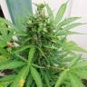 семена конопли f1 в оригинальной упаковке Auto White Yoda feminised Philosopher Seeds семена конопли f1 в оригинальной упаковке Auto White Yoda feminised Philosopher Seeds