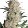 Auto Critical Orange Punch feminised Ganja Seeds Auto Critical Orange Punch feminised Ganja Seeds