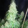 Auto Critical Orange Punch feminised Ganja Seeds Auto Critical Orange Punch feminised Ganja Seeds