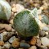 Купить семена кактуса Astrophytum myriostigma v. tricostatum cv. Bohumil Schutz Купить семена кактуса Astrophytum myriostigma v. tricostatum cv. Bohumil Schutz