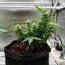 семена конопли для выращивания Auto Somango feminised Ganja Live Seeds семена конопли для выращивания Auto Somango feminised Ganja Live Seeds
