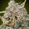 Auto Somango feminised GanjaLiveSeeds Auto Somango feminised GanjaLiveSeeds