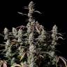 Auto Zkittlez OG feminised Ganja Seeds Auto Zkittlez OG feminised Ganja Seeds