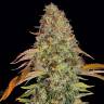 Auto Zkittlez OG feminised Ganja Seeds Auto Zkittlez OG feminised Ganja Seeds
