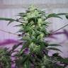заказ семян конопли Спб MI5 feminised заказ семян конопли Спб MI5 feminised
