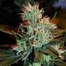 заказать качественные семена конопли White Lemon feminised Strain Hunters Seeds заказать качественные семена конопли White Lemon feminised Strain Hunters Seeds