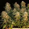 Auto Irgiz feminised Bang Seeds Auto Irgiz feminised Bang Seeds
