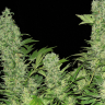 Auto Vertigo regular Ganja Seeds Auto Vertigo regular Ganja Seeds