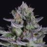 семена конопли с доставкой Blueberry Cookies feminised Dinafem Seeds семена конопли с доставкой Blueberry Cookies feminised Dinafem Seeds