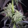 семена конопли в фирменной упаковке Blueberry Cookies feminised Dinafem Seeds семена конопли в фирменной упаковке Blueberry Cookies feminised Dinafem Seeds