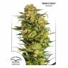 семена конопли курьером Auto Armata Skunk feminised Dutch Passion Seeds семена конопли курьером Auto Armata Skunk feminised Dutch Passion Seeds