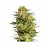 семена конопли марихуаны Auto Armata Skunk feminised Dutch Passion Seeds семена конопли марихуаны Auto Armata Skunk feminised Dutch Passion Seeds