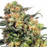 семена конопли элитных сортов Auto Armata Skunk feminised Dutch Passion Seeds семена конопли элитных сортов Auto Armata Skunk feminised Dutch Passion Seeds