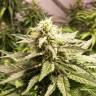 семена конопли для выращивания Auto AK feminised Female Seeds семена конопли для выращивания Auto AK feminised Female Seeds