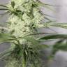 семена конопли в России Auto Green Crack CBD feminised Ganja Seeds семена конопли в России Auto Green Crack CBD feminised Ganja Seeds