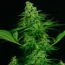 Critical CBG feminised Ganja Seeds Critical CBG feminised Ganja Seeds