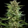 Exodus Cheese feminised Ganja Seeds Exodus Cheese feminised Ganja Seeds