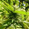 конопля семена сорта заказать Exodus Cheese feminised конопля семена сорта заказать Exodus Cheese feminised