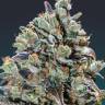Auto Black Cream feminised Ganja Seeds Auto Black Cream feminised Ganja Seeds