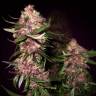 Auto Black Cream feminised Ganja Seeds Auto Black Cream feminised Ganja Seeds
