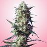 где можно заказать семена конопли White Strawberry Skunk feminised Strain Hunters Seeds где можно заказать семена конопли White Strawberry Skunk feminised Strain Hunters Seeds
