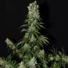 заказать на сайте семена конопли White Strawberry Skunk feminised Strain Hunters Seeds заказать на сайте семена конопли White Strawberry Skunk feminised Strain Hunters Seeds