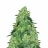 Ultra Skunk feminised Dutch Passion Seeds Ultra Skunk feminised Dutch Passion Seeds