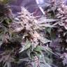 Gorilla feminised Dinafem Seeds Gorilla feminised Dinafem Seeds