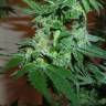 Gorilla feminised Dinafem Seeds Gorilla feminised Dinafem Seeds